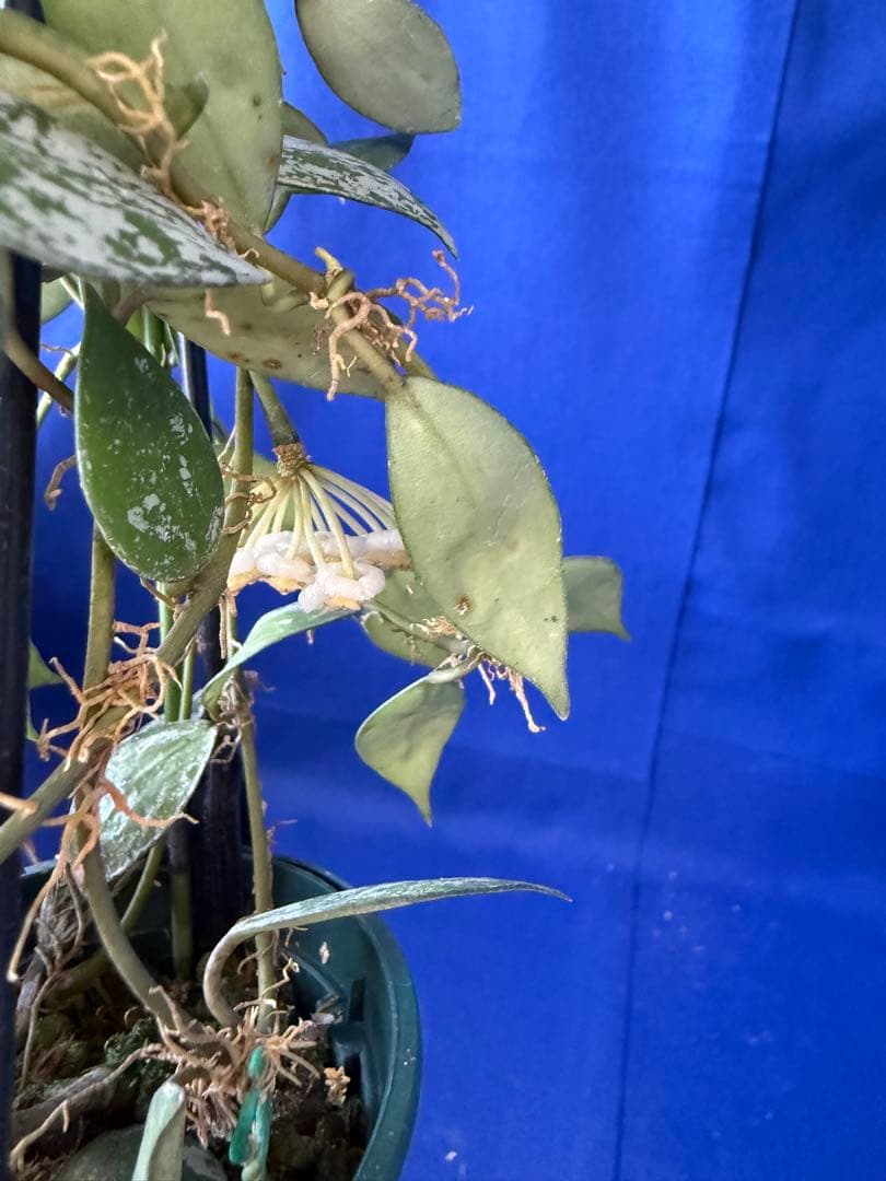 0215 ＊ ホヤ ＊ Hoya ＊ラクノーサ ＊ sulcata ＊ 花座＊右