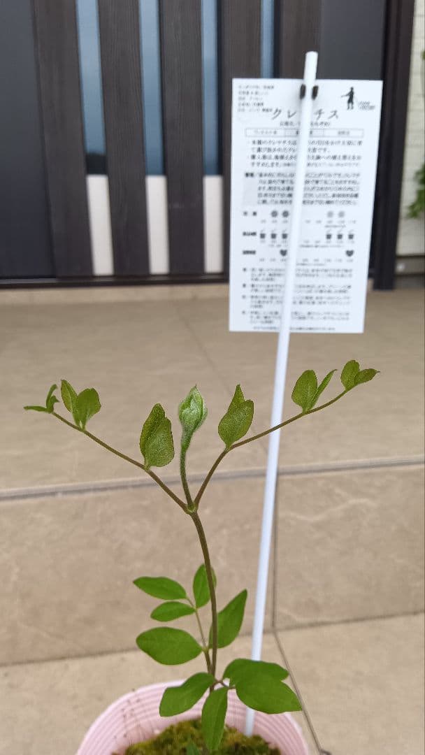 希少　壷型クレマチス　桃染　ポット苗