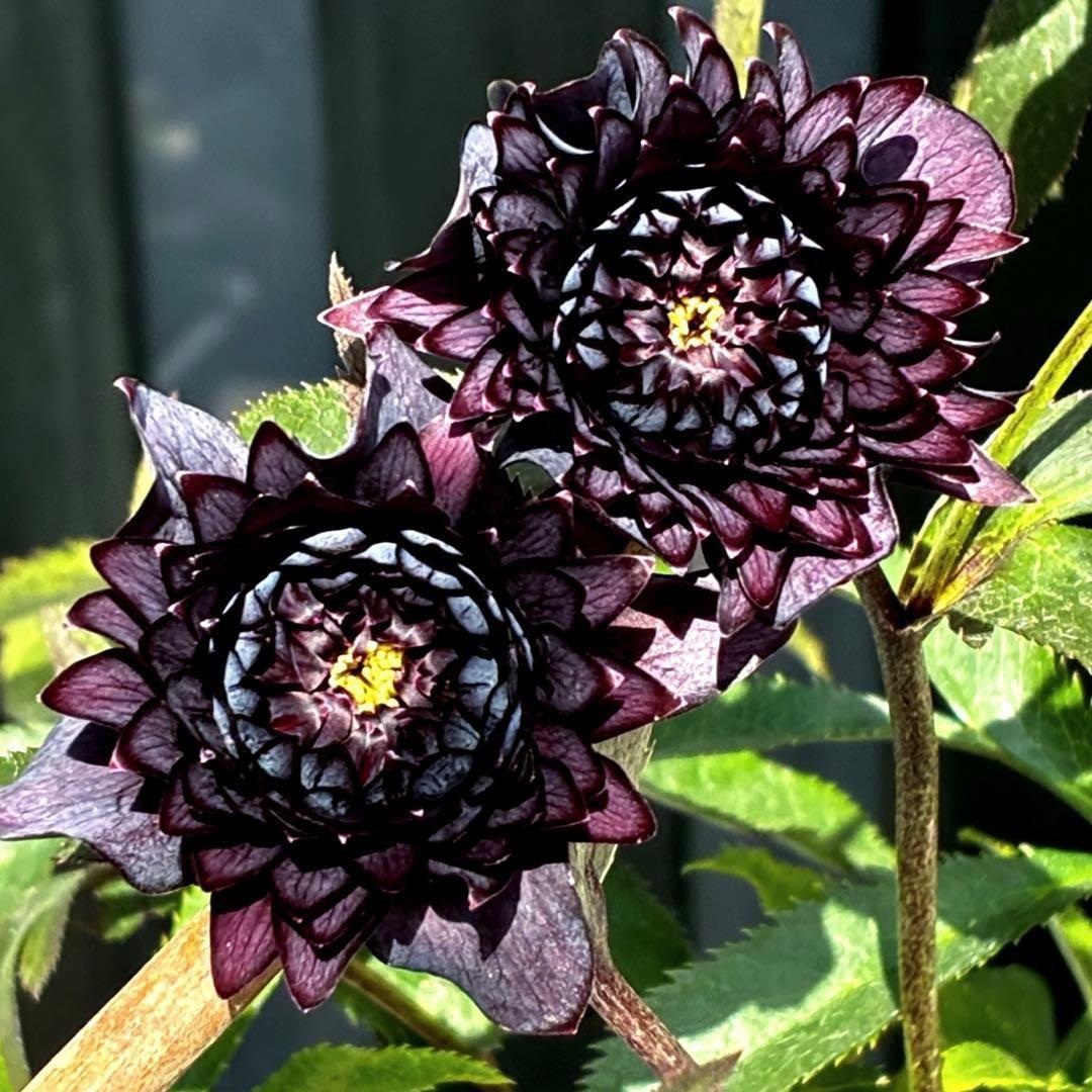 3705☘️親株☘️ダーククレオパトラ⭐️小中輪⭐️超スペシャル多弁⭐️広瀬園芸⭐️