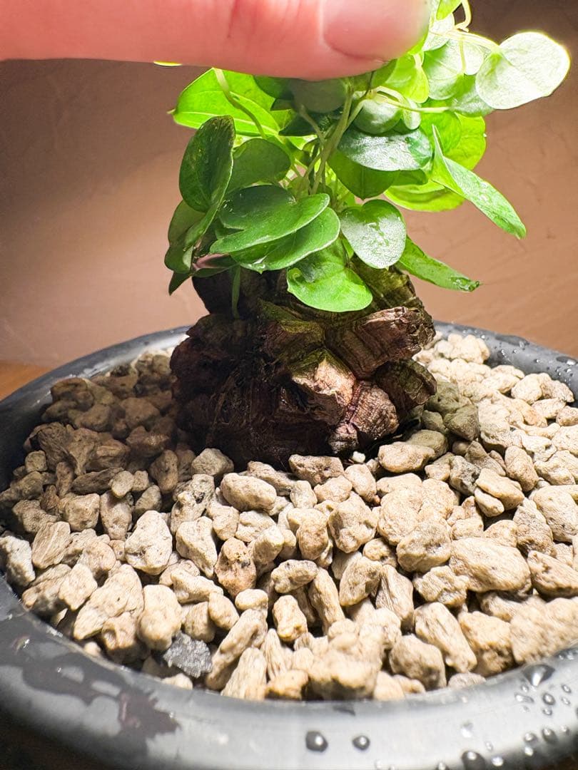 【丸型良型】No.6アフリカ亀甲竜　実生 幅5cm 将来有望