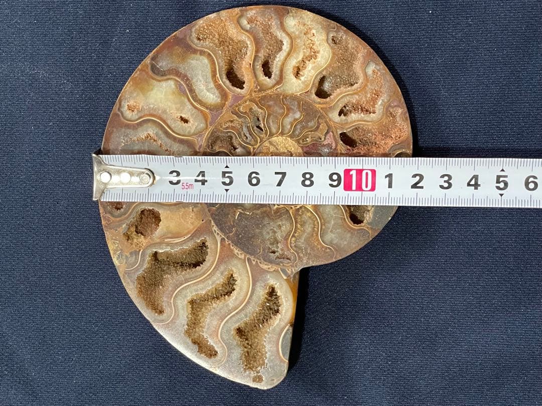 化石　アンモナイト　ハーフカット　14.2cm