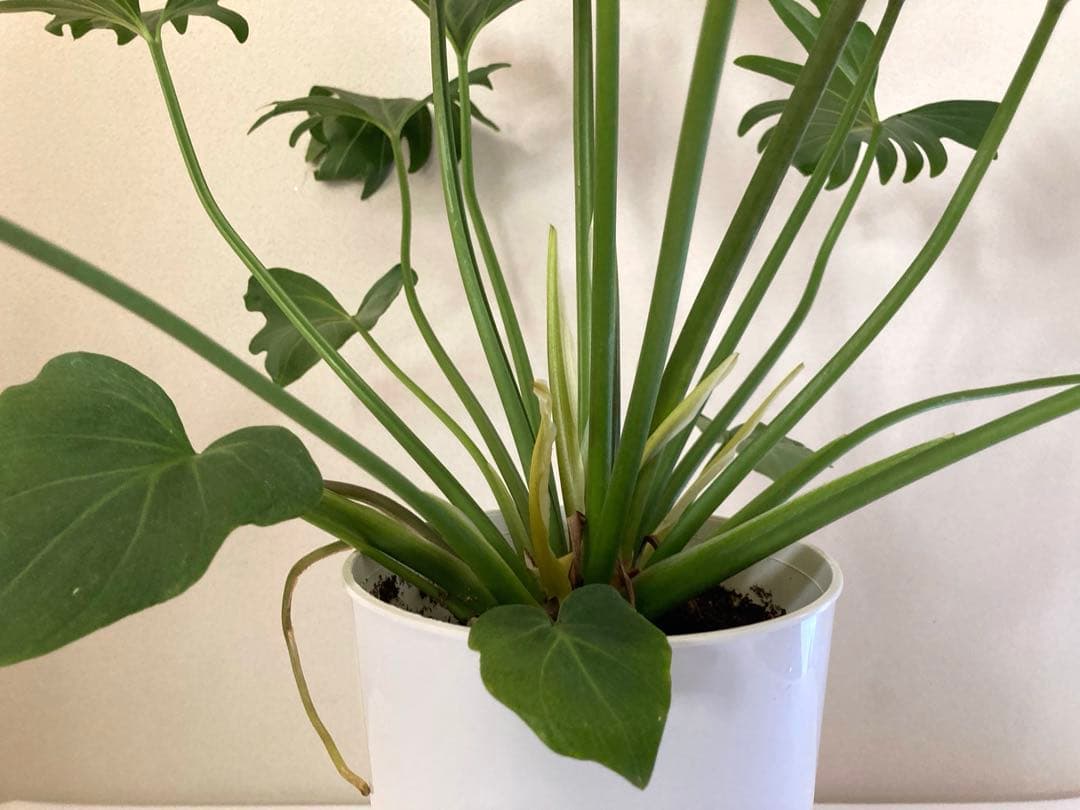 フィロデンドロン　クッカバラ③ 大株‼️約60㎝　5号鉢　メルカリ便※鉢ごと発送‼️