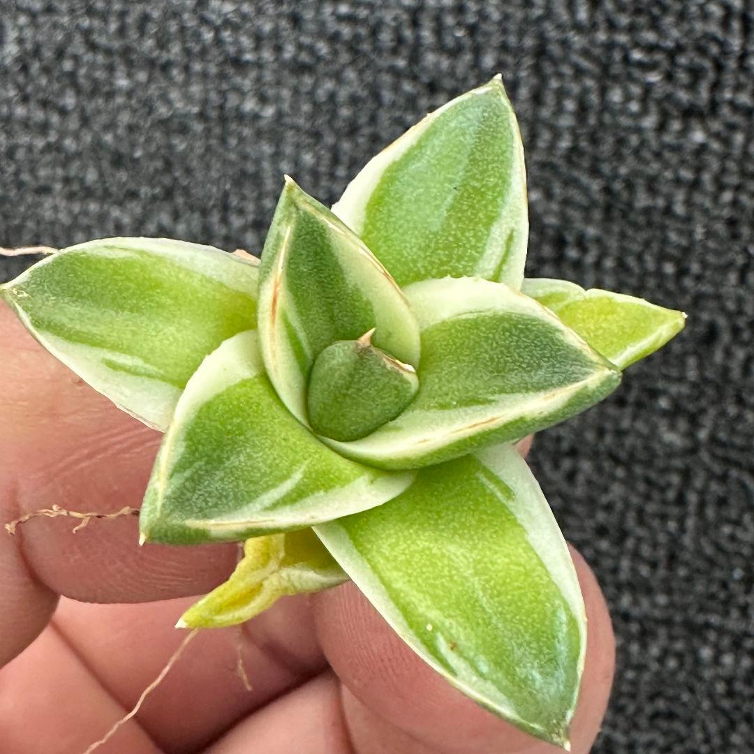 2023多肉植物 アガベ　ピンキー　王妃笹の雪A型　白覆輪斑