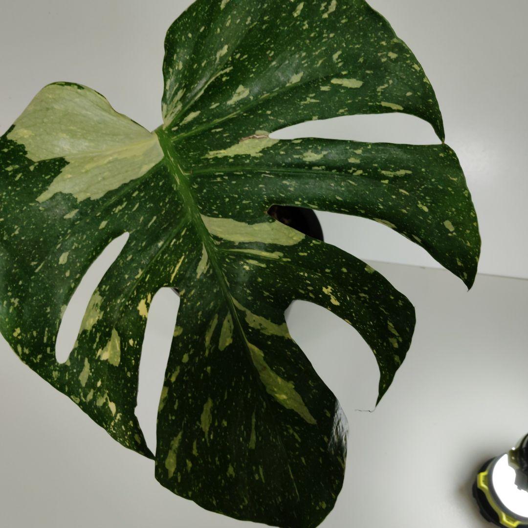 大株 希少 モンステラ タイコン ステレーション スターライト カット苗