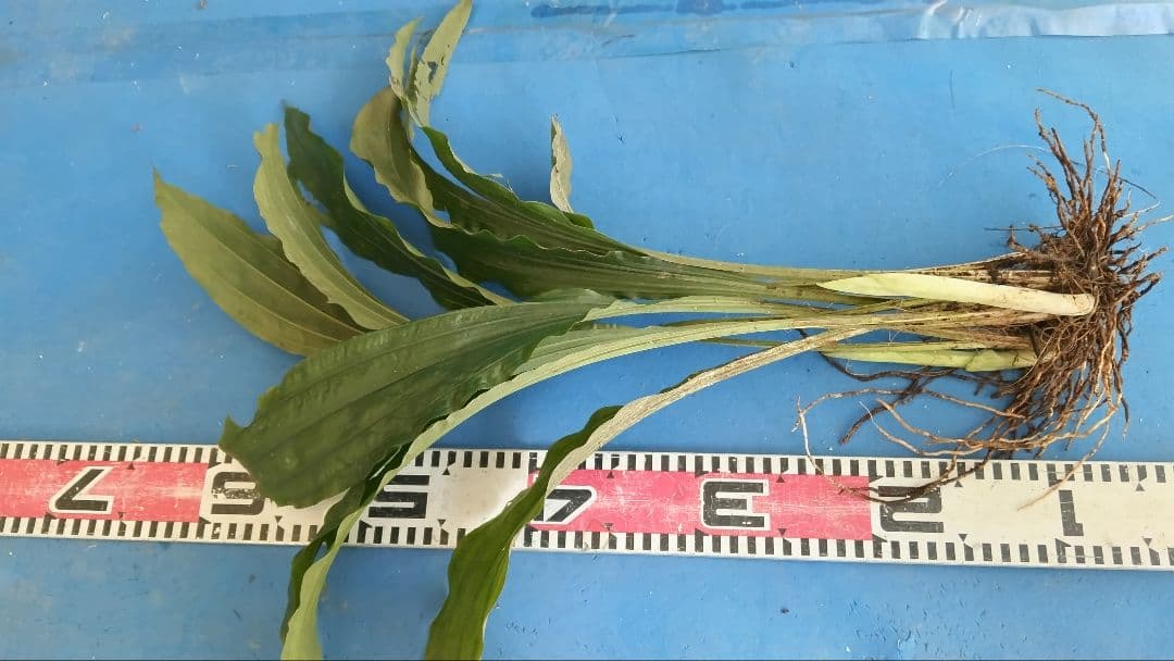 エビネラン、オニキリシマ成木株物花芽付き