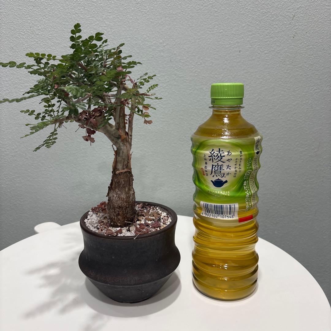 パキコルムス　ディスカラー　象の木1