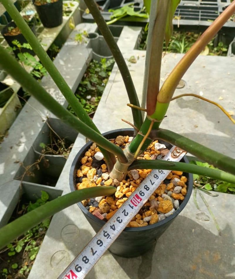 フィロデンドロンメキシカナム