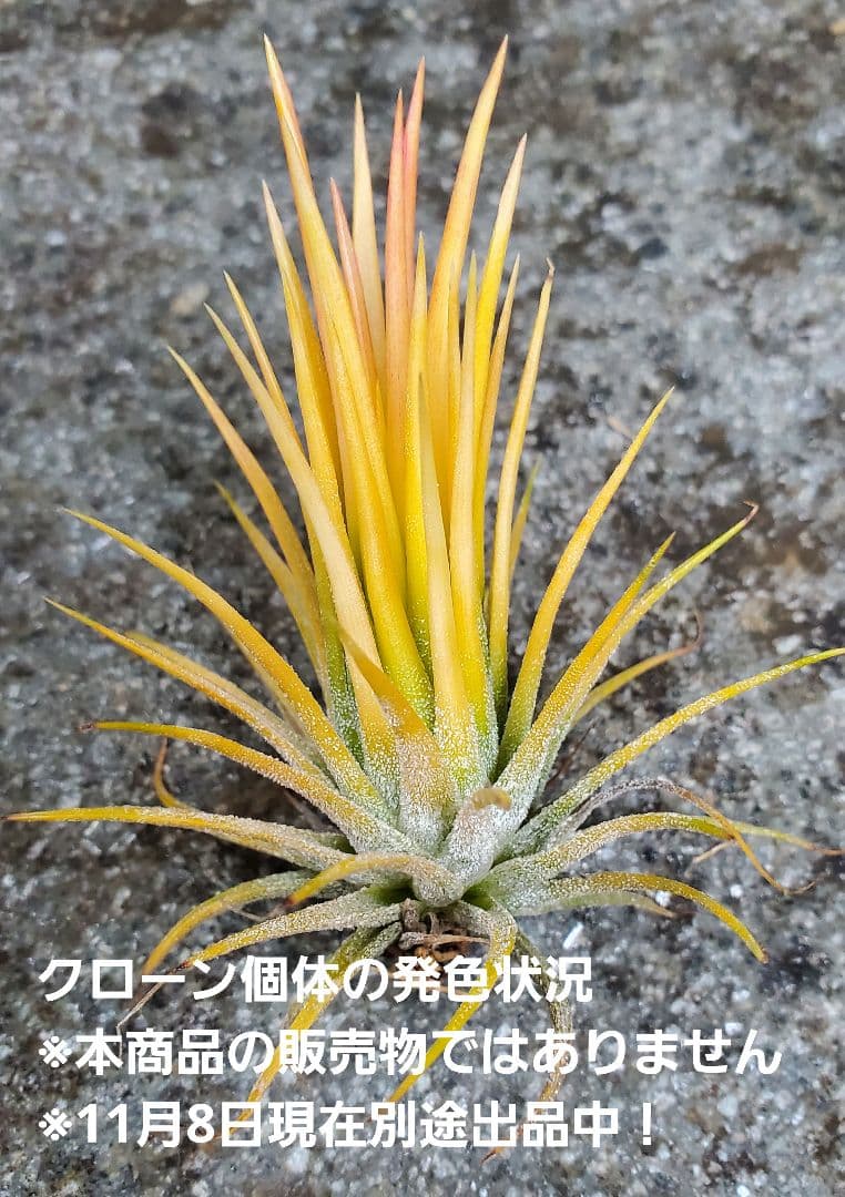 子株　Tillandsia ionantha Fuego Yell