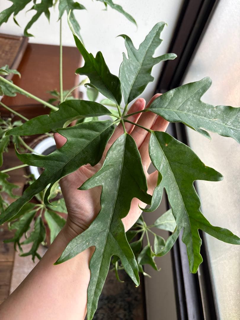 シェフレラ　ノヴァ　6号鉢