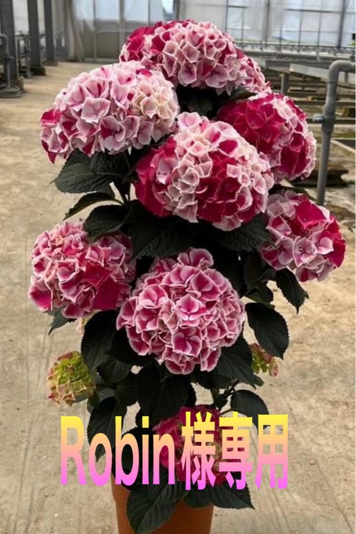 Robin　紫陽花　ホットチボリマーブル　ピンク　ツリー仕立て