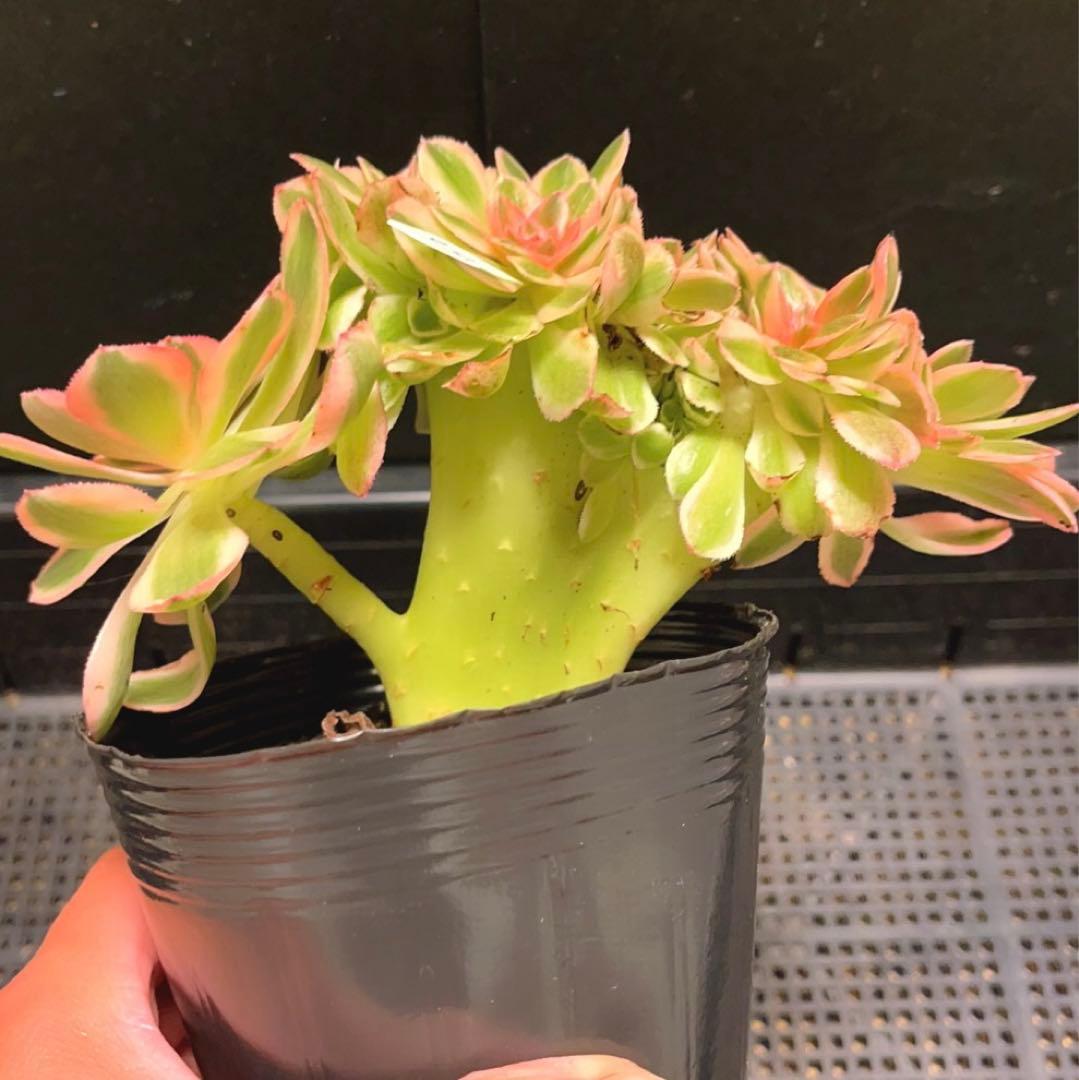 86#多肉植物アエオニウム錦❤️ ライチ錦セッカ ❤️18cm拔き苗